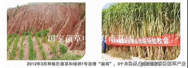 菌草（菌草颗粒饲料，这种“幸福草”为啥如此“香”（菌草有机肥）