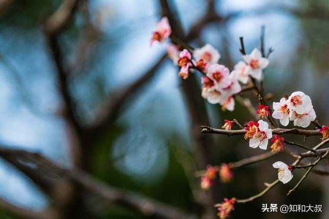 女人高贵的出生时辰，什么时辰的女人天生高贵（骨子里高贵的女人）