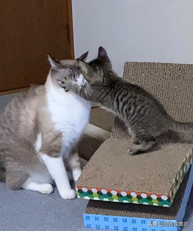 女生接受你的表现，女人允许你撩的暗示（大猫竟然对小猫会做出这样的事）