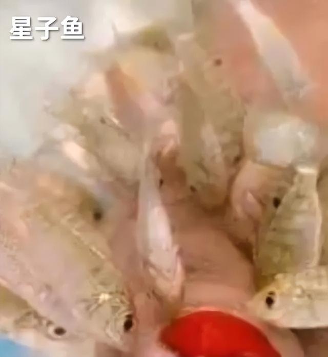 小鱼干的营养价值及功效，鱼干的营养价值及功效与作用（退休后会被腌成小鱼干吗）