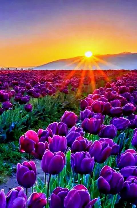 白色郁金香花语，郁金香的花语和传说（世界花后郁金香）