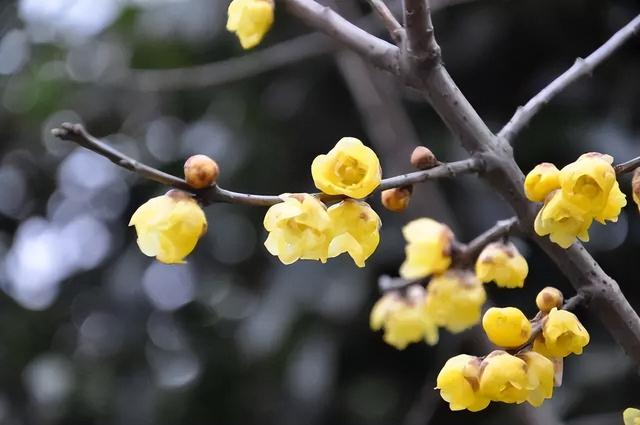 春节花卉品种大全大图，春节遇花期，五彩斑斓过新年