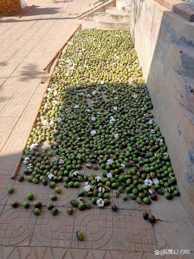 秋天丰收的农作物有什么，秋天丰收的农作物有什么句子（好多农作物丰收了）