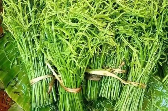 苤菜根是什么菜的根,菜根子叫什么菜(云南人见人爱的"重口味"野菜)