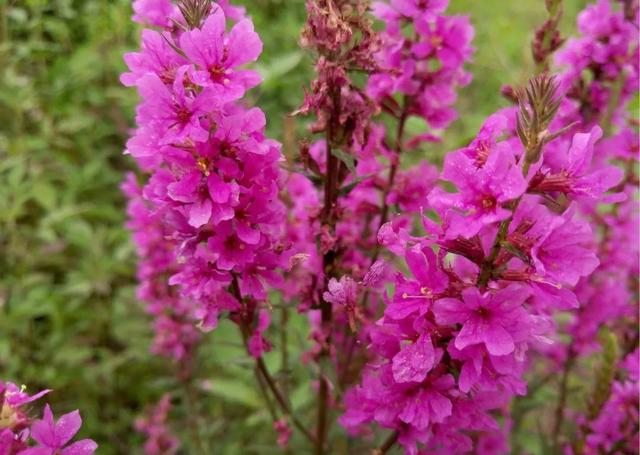 鲜花的花语和花的数目的寓意，鲜花数量的寓意（100种迷人的“数字花”）