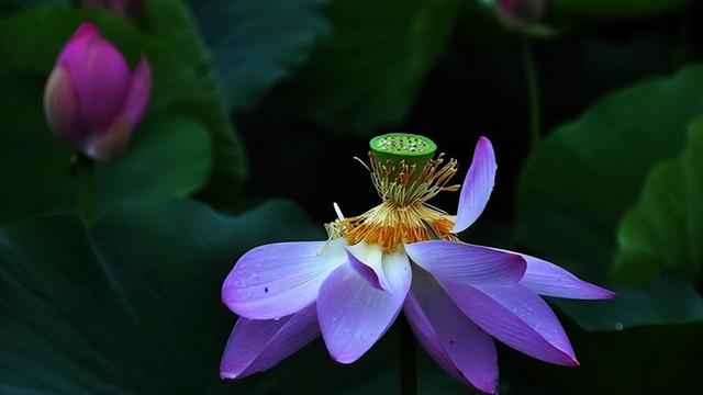 荷花的寓意和花语是什么，荷花的寓意和花语（莲花还有什么神奇含义）