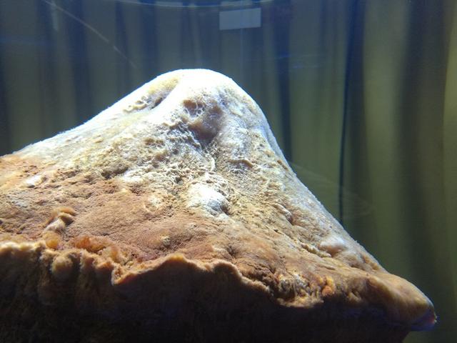 太岁是怎么形成的，化解太岁的三种方法（形成于4万年前、不是植物不是肉）