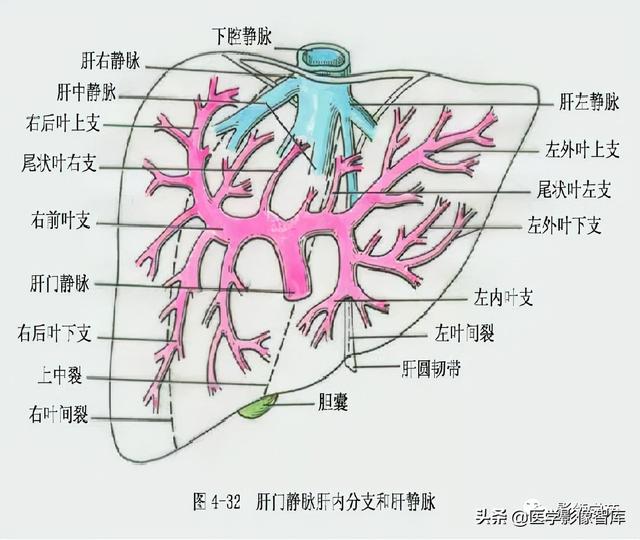 肝脏的脏面结构图图片