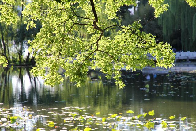 北京湿地公园有哪些景点好玩，北京公园推荐︱10个值得一去的免费公园