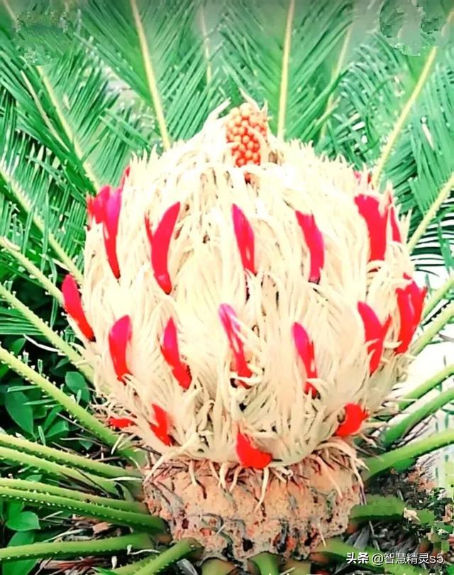 铁树开花的方法，铁树开花的方法有哪些（铁树开花了，也有芬芳的一天）
