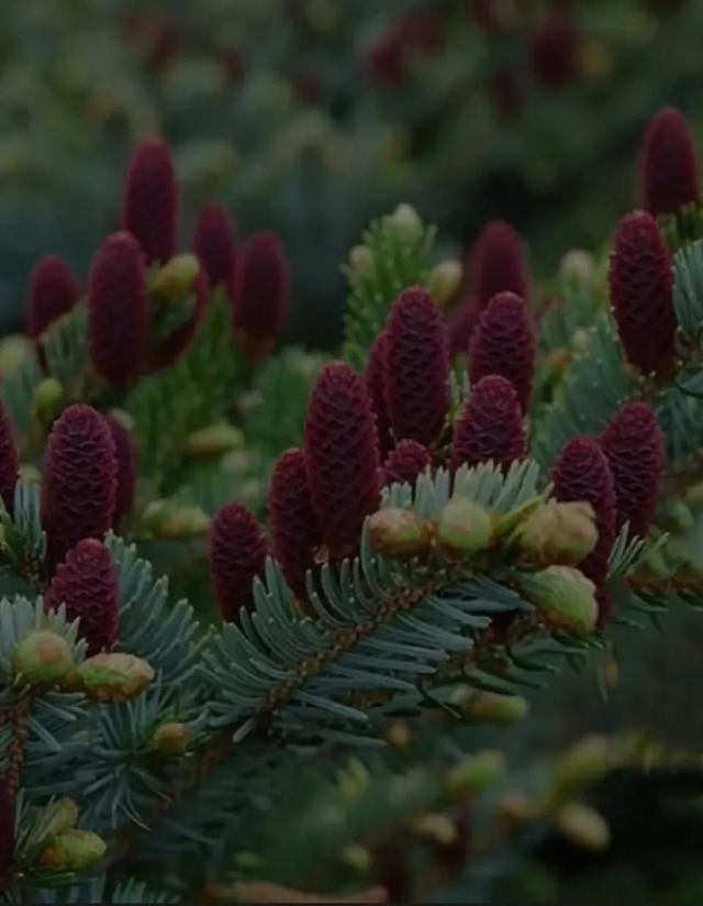 松树会开花吗，松树会开花吗二年级读后感（分享美照：松树开花了）