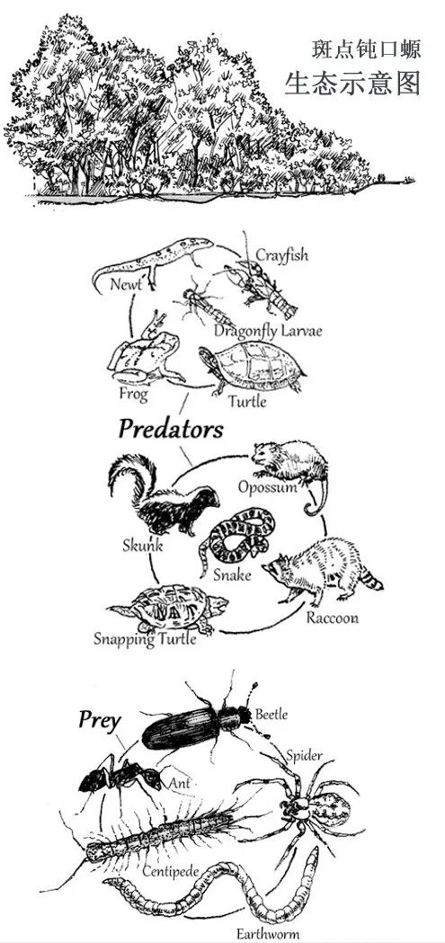 一定程度上来说,它是"恶魔之花"以及鳄雀鳝的近邻,就连特点上也是"