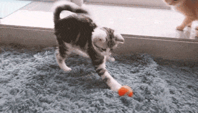 为什么猫喜欢逗猫棒，为啥猫喜欢逗猫棒（猫咪喜欢这几种“玩具”）