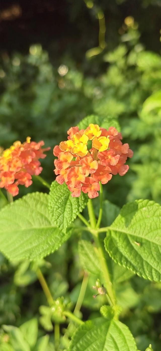 4.5月份的当季水果，芒果季节是几月份吃（一年四季都吃什么水果）