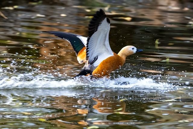 入门级的微单相机哪个好，佳能全画幅微单应该如何选择