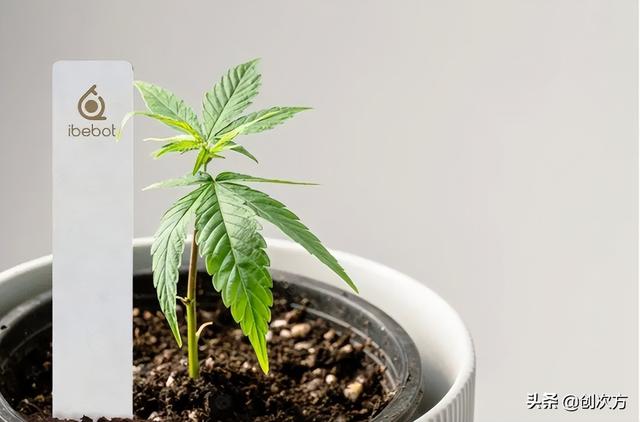 植物观察记录表，三年级植物观察记录表怎么做（植物生长，手机智能记录在册）