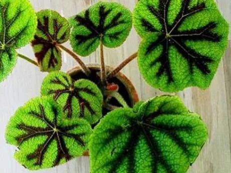 鲜花的花语和花的数目的寓意，鲜花数量的寓意（100种迷人的“数字花”）