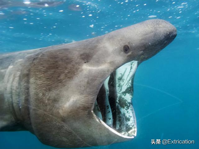 世上最大的淡水鲨，有史以来最大的十种鲨鱼