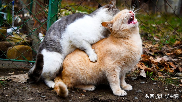 公猫端母猫，公猫端母猫,一端一哎哟（为什么穿上裤子就不认猫）