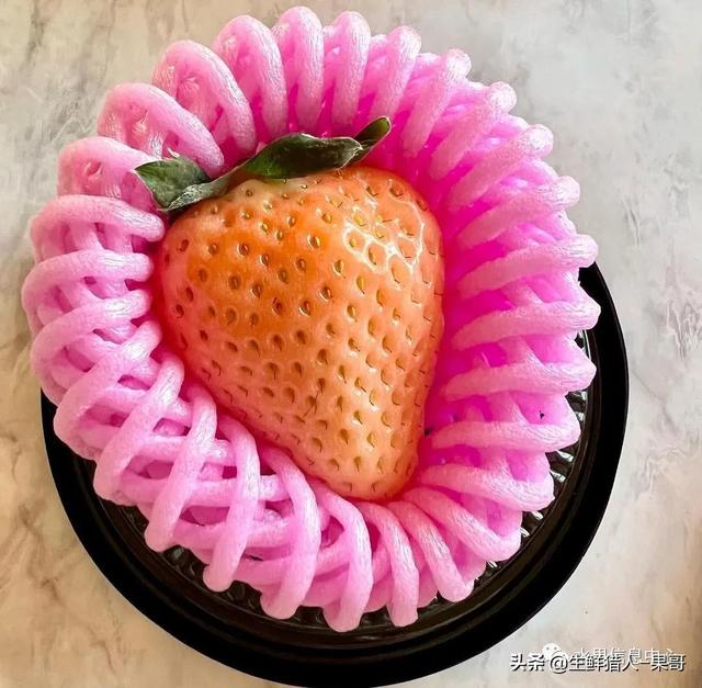 九九草莓特点，九九草莓有几个品种（中国草莓主要产地分布及品种介绍）