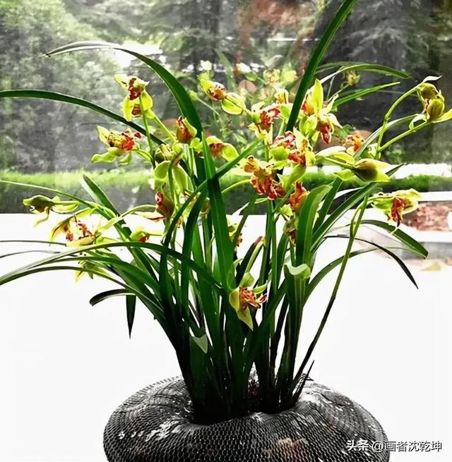 十大最贵最美兰花，绝美兰花50幅