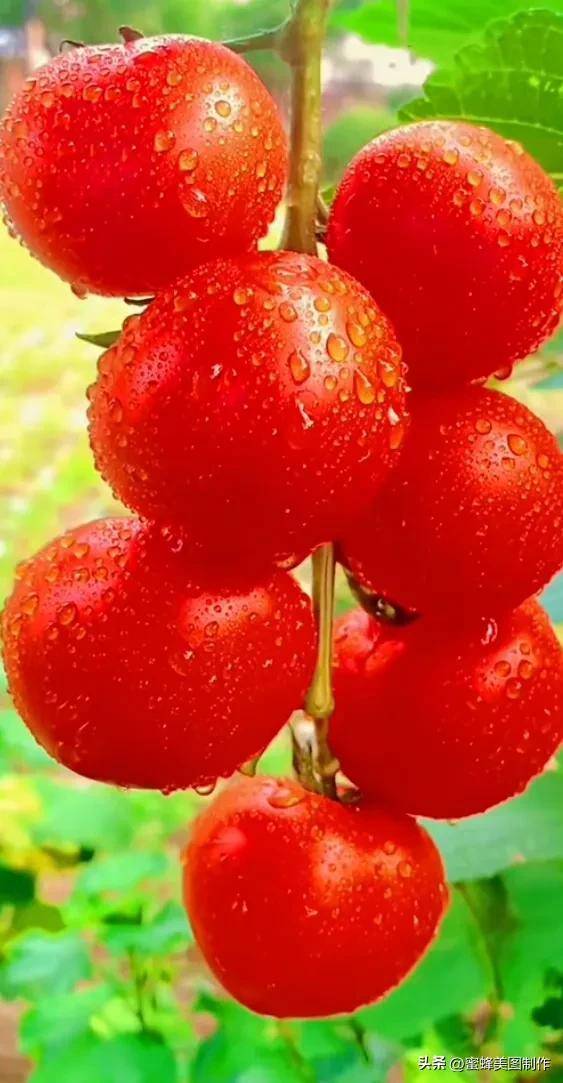 四个季节各有什么水果和蔬菜，四个季节各有什么水果和蔬菜和水果（60张水果蔬菜壁纸美图）