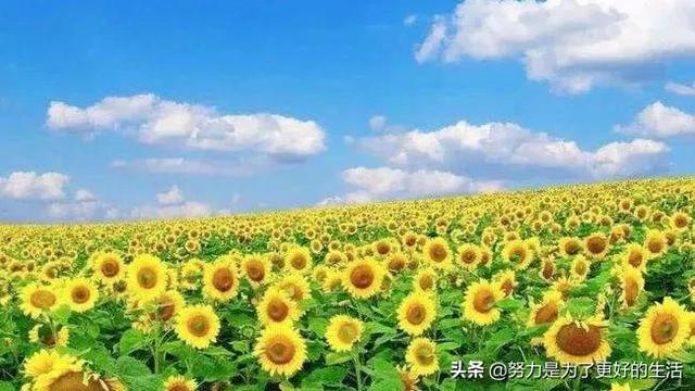 薄荷花的花语是什么，那些令人惊艳的花语