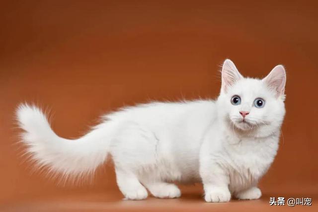 短腿的猫的品种，短腿的猫的品种图片名字大全（这两种短腿猫咪这样区分）