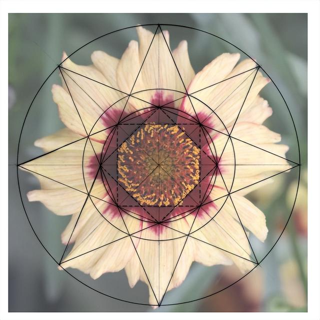 花朵的构造有哪些，花朵的组成结构（暴力拆解花朵的几何结构）