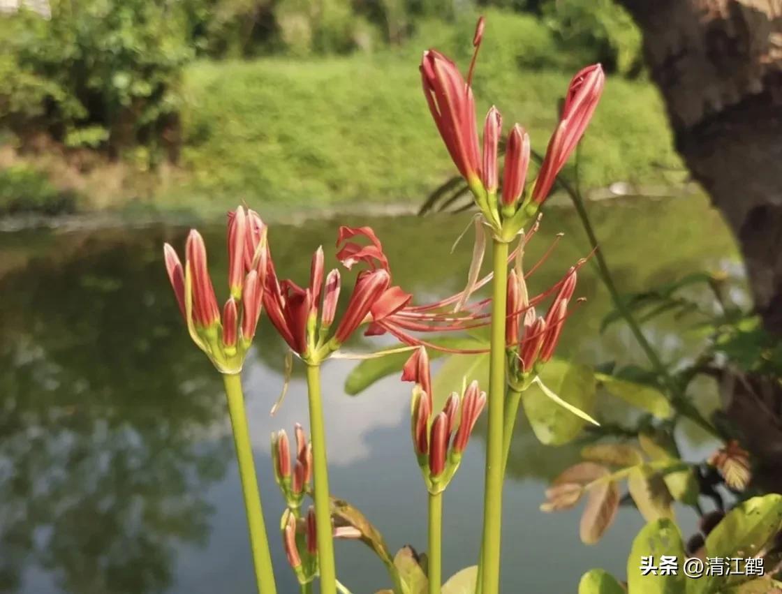 龙爪花的功效与作用(人称) - 行就行