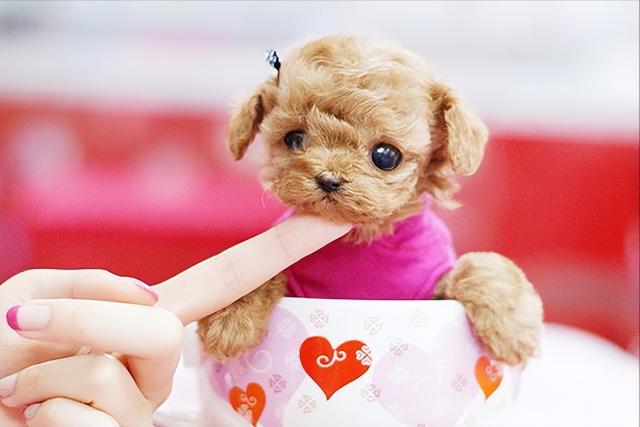 茶杯狗好养吗，茶杯狗好养吗好养吗（畸形审美——“茶杯犬”）