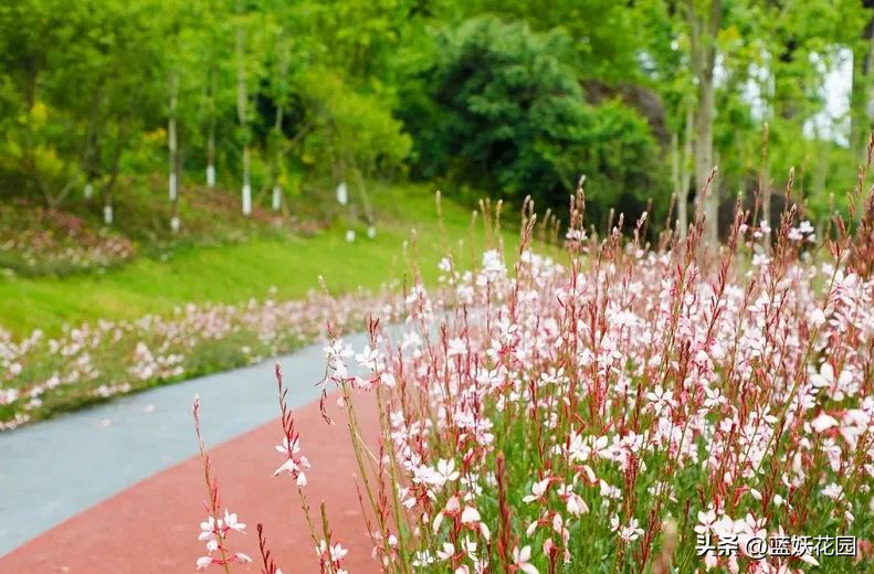 飞翔的花朵千鸟花花语，会飞的花朵诗意（自带仙气的千鸟花）