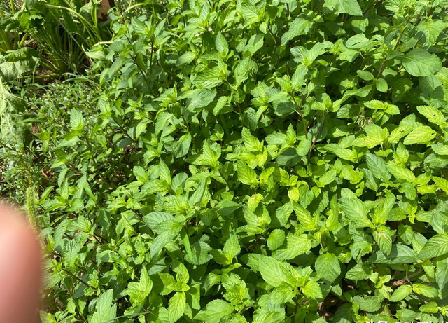 芦荟饮料都有哪几种，芦荟饮料都有哪几种牌子（“大病小病”都走光）