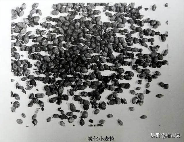 小米是什么农作物，粟是什么农作物（五谷之首的小米为何被四千多年前从西亚传入的小麦取代主粮地位）