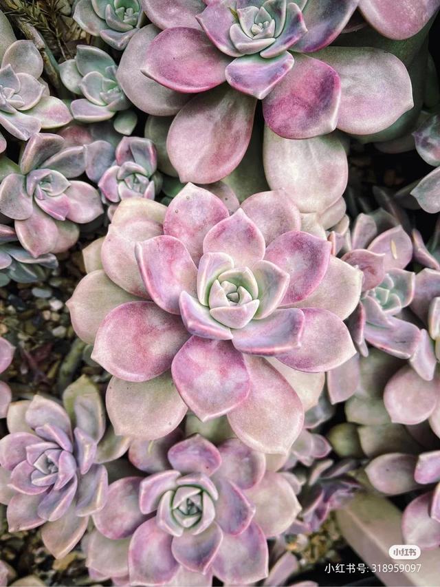养着省心颜值高又爱长爆盆的多肉，这些多肉大普货