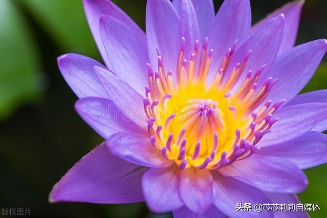 平静的生活经典句子，心态好格局大的句子（平静人心的句子）