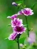 锦葵花寓意，锦葵花花语是什么（小巧精致的锦葵花）