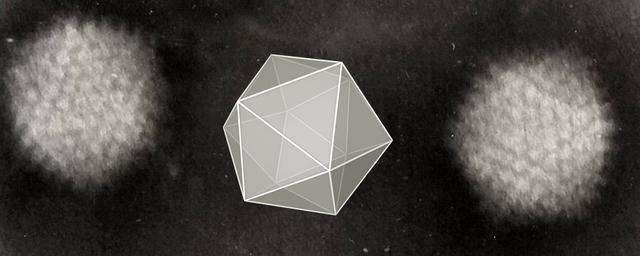 原核细胞都是单细胞生物吗，病毒是单细胞生物吗（而新发现的这种细菌却可以长到2cm）