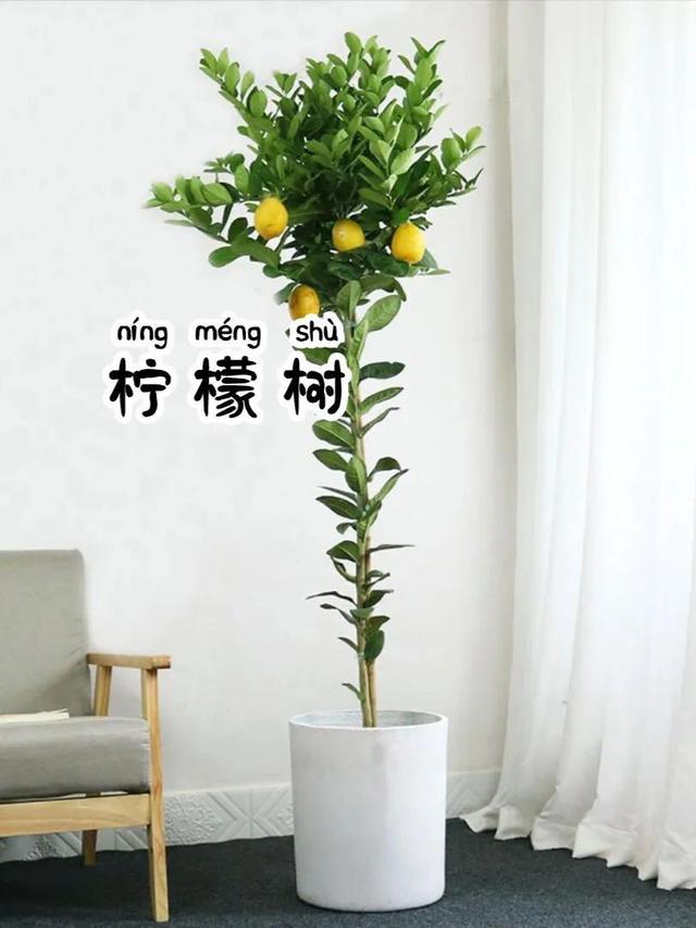 比较大的绿植，寓意美好又耐看的6⃣️款大型绿植