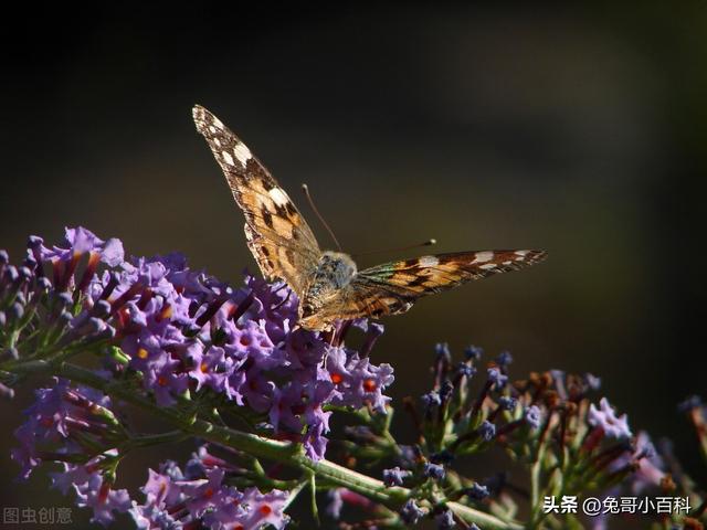 蝴蝶生活习性，蝴蝶王国（蝴蝶的生活环境和特点）