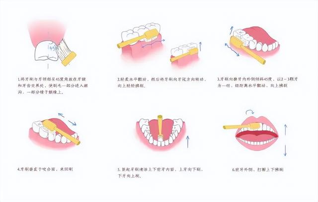 32颗牙齿正常吗，人有多少颗牙齿（刷牙二三事儿）