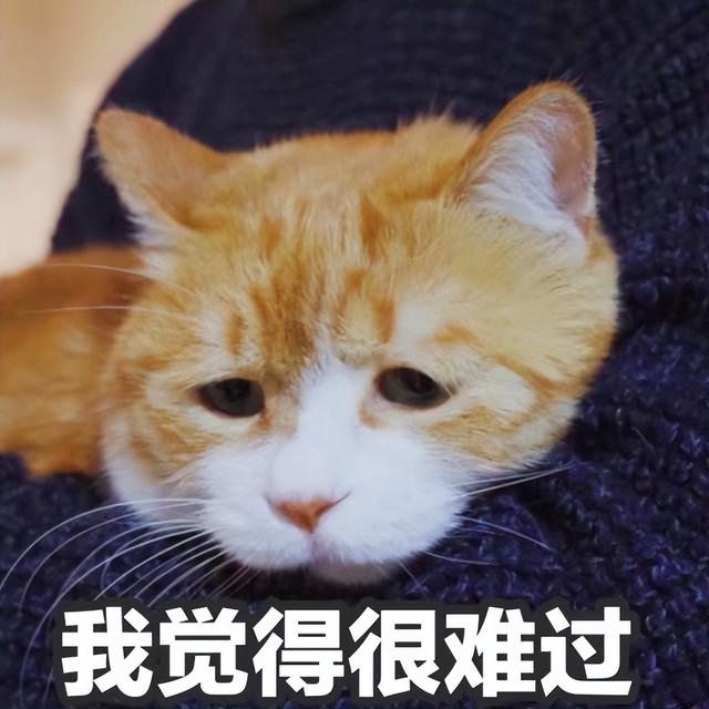 猫对人有感情吗,猫对人有感情吗图片(这些后果很揪心)
