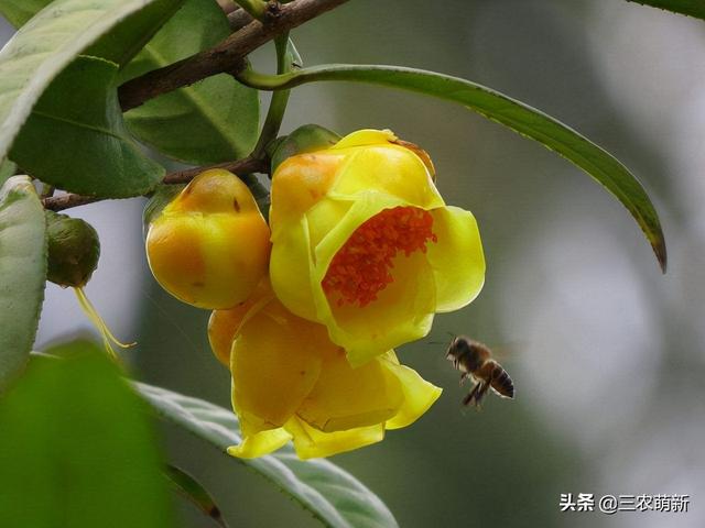 金花茶价格多少钱一斤，菊花茶价格多少钱一斤（这5种“花”可要谨慎购买）