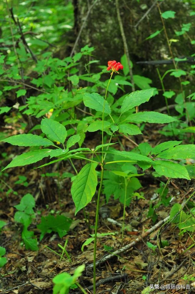 曼陀罗花的图片，曼陀罗花是什么（301味中药材的原植物彩色图谱）
