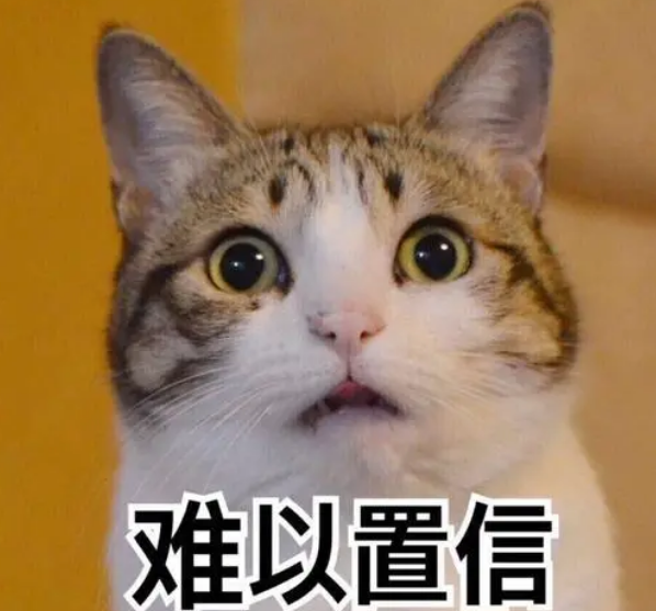 猫的记忆有多久，小猫几个月有记忆（20个养猫冷知识）