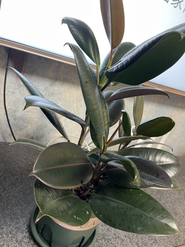 竹芋，竹芋的养殖方法和注意事项（南方烂大街的花）