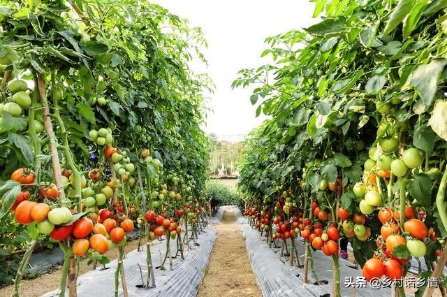 什么东西又大又红，又大又红的什么东西（学会了果实又大、又红、又好吃）