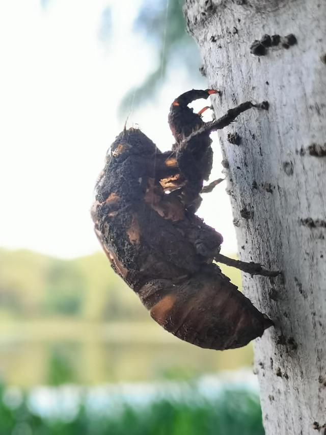 蝉蜕的功效与作用，蝉蜕的作用与功效（蝉蜕：高风亮节，破茧重生之美）