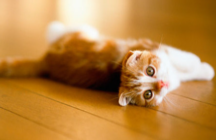 猫尾巴竖起来什么意思，猫的尾巴代表着什么意思（猫咪“尾巴”会说话）