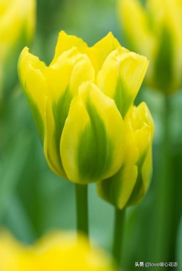 郁金香花语和象征意义，郁金香花语及象征意义（郁金香的花语及寓意）